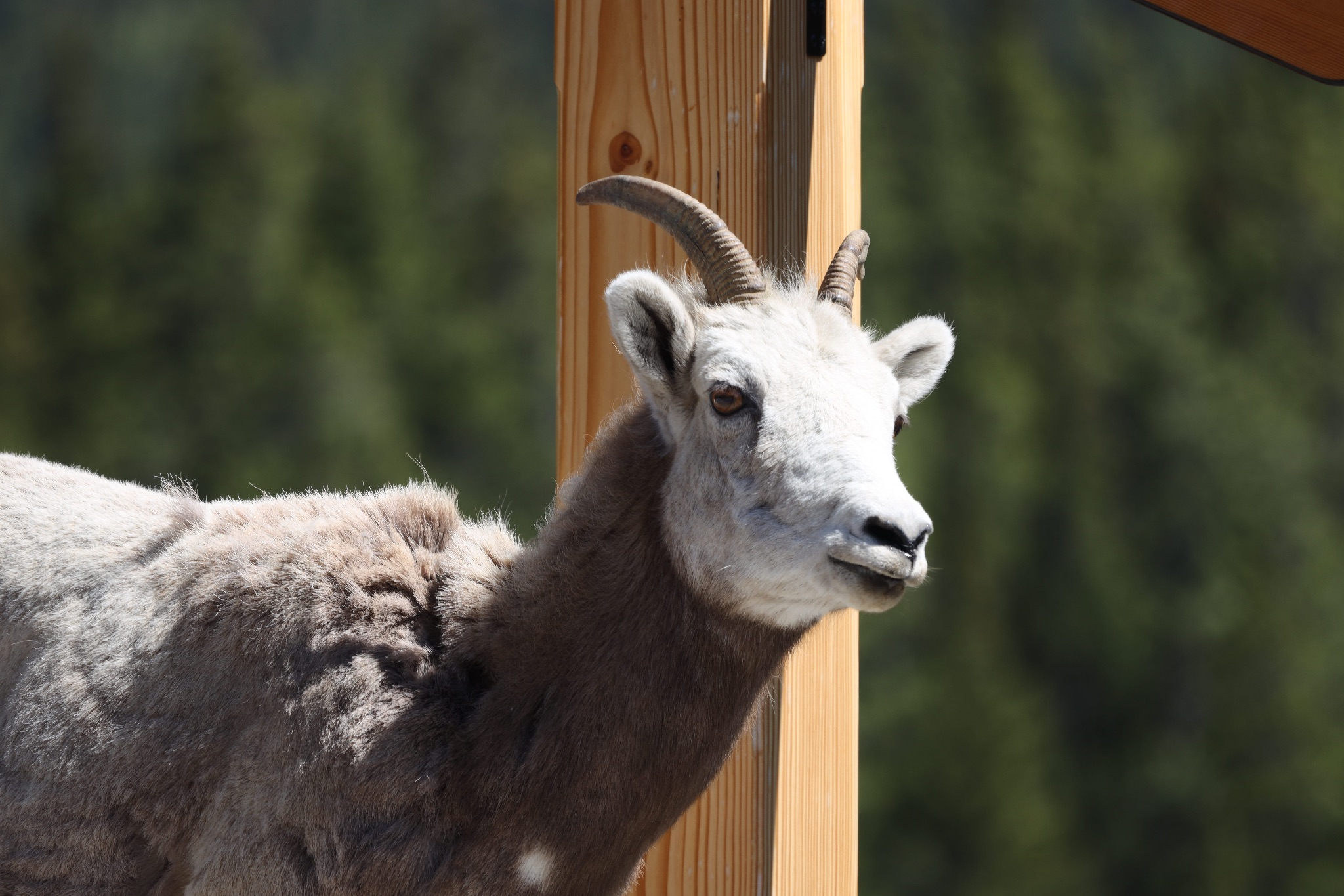 Big Horn