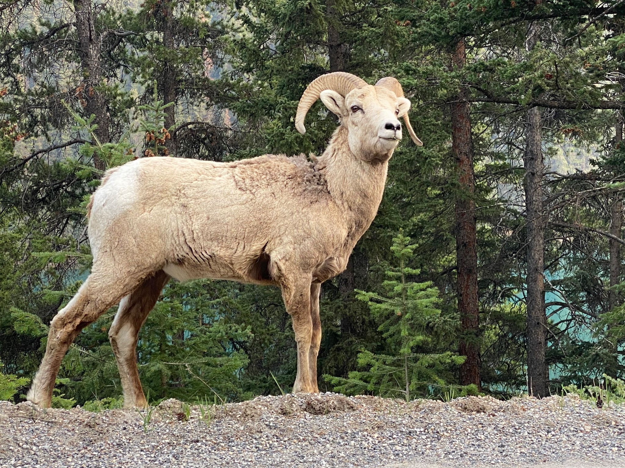 BigHorn Sheep
