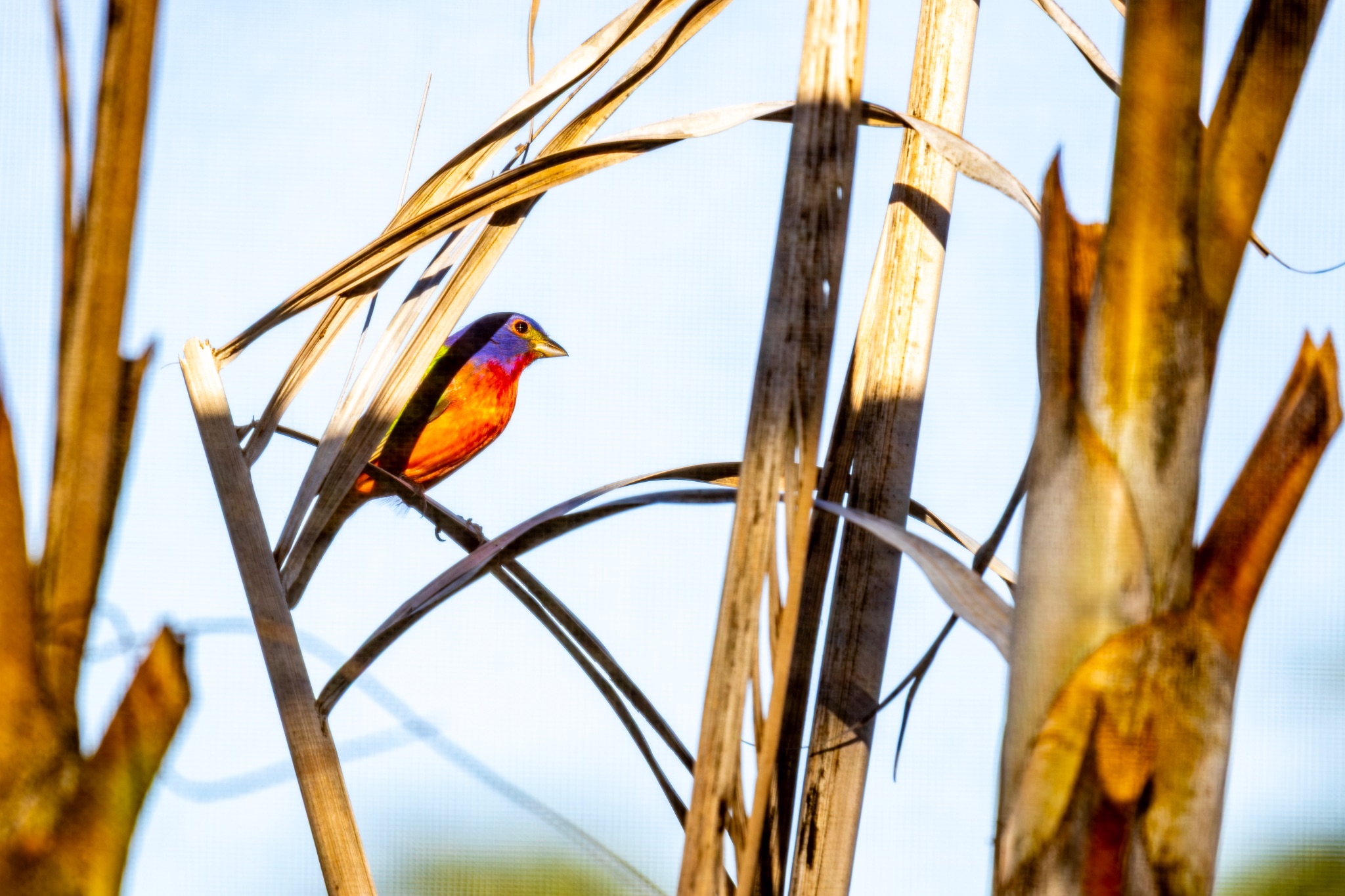 Painted Bunting