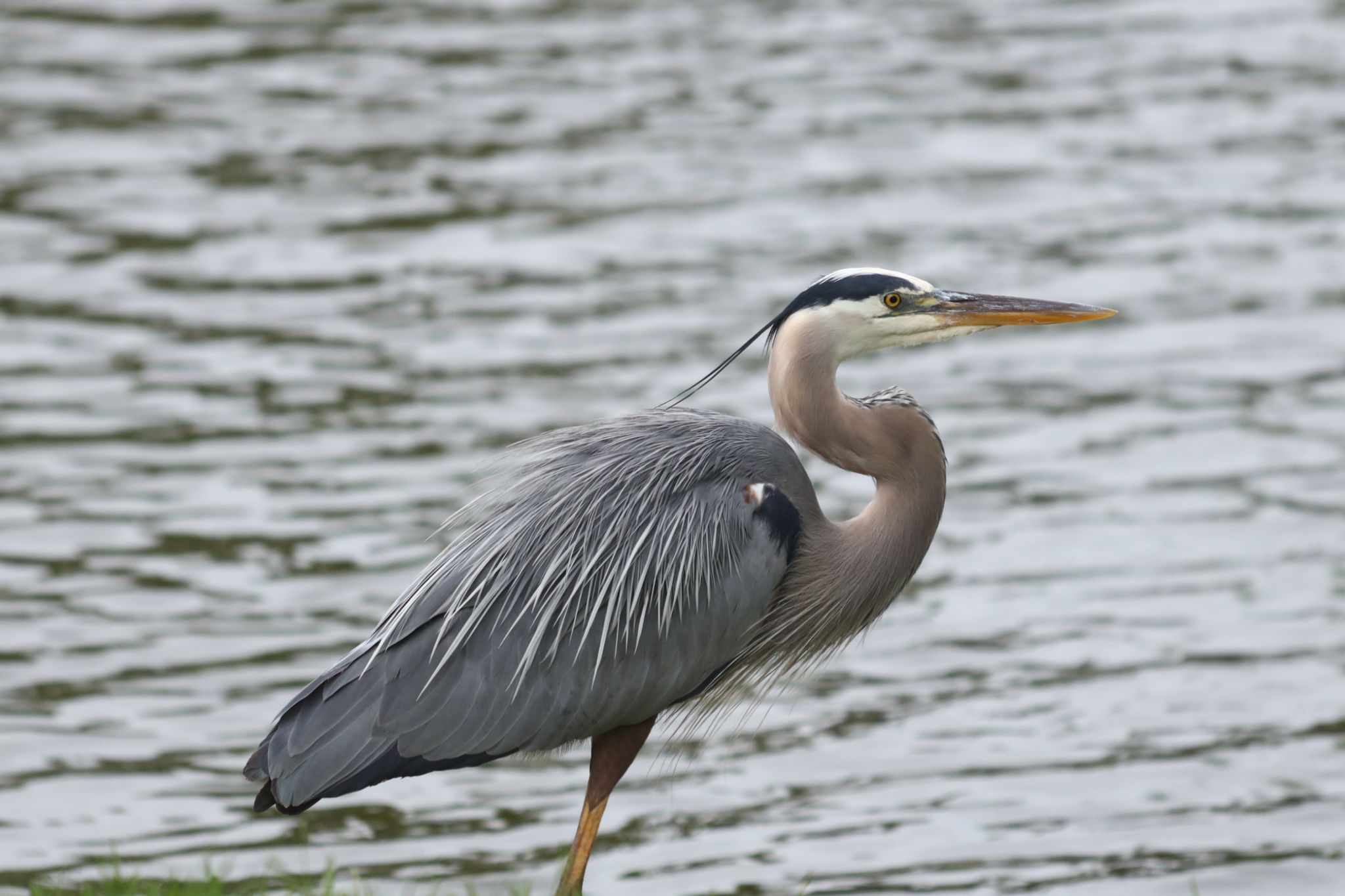 Great Blue Heron