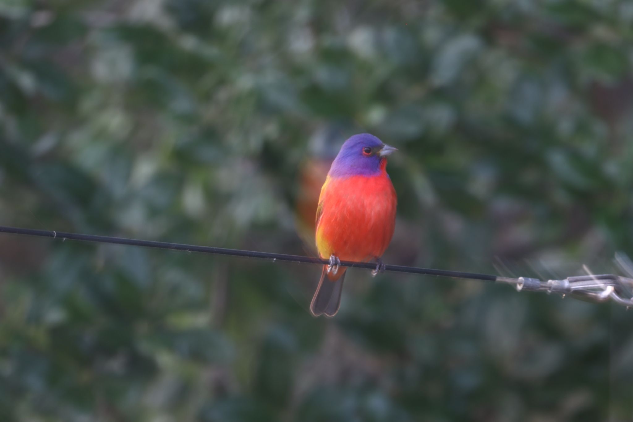 Painted Bunting