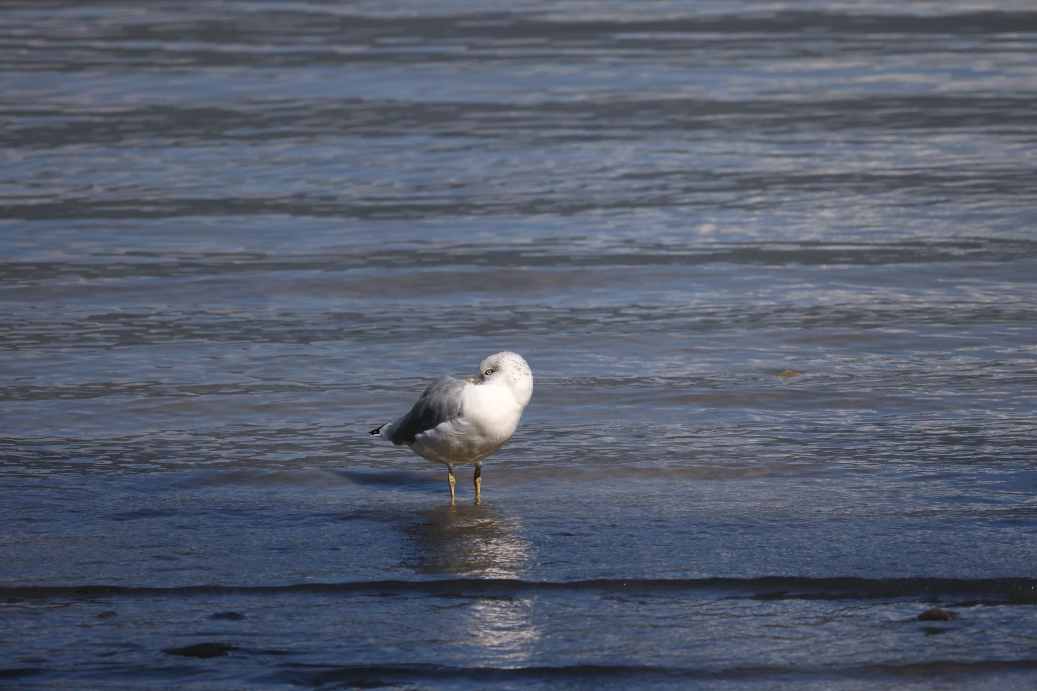 Seagull