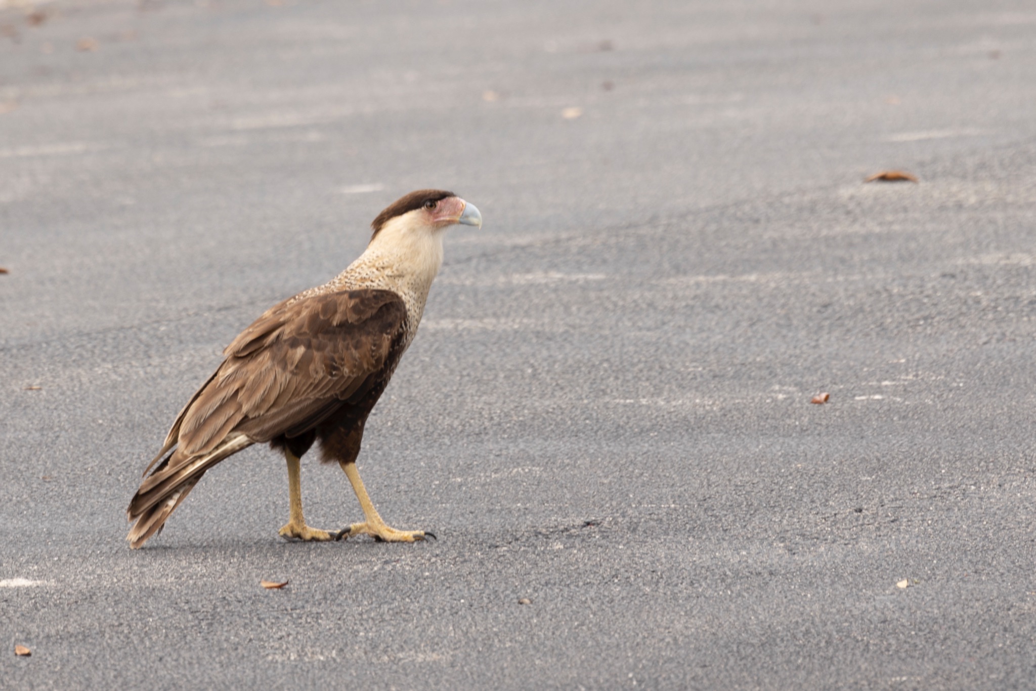 Crested Caracara