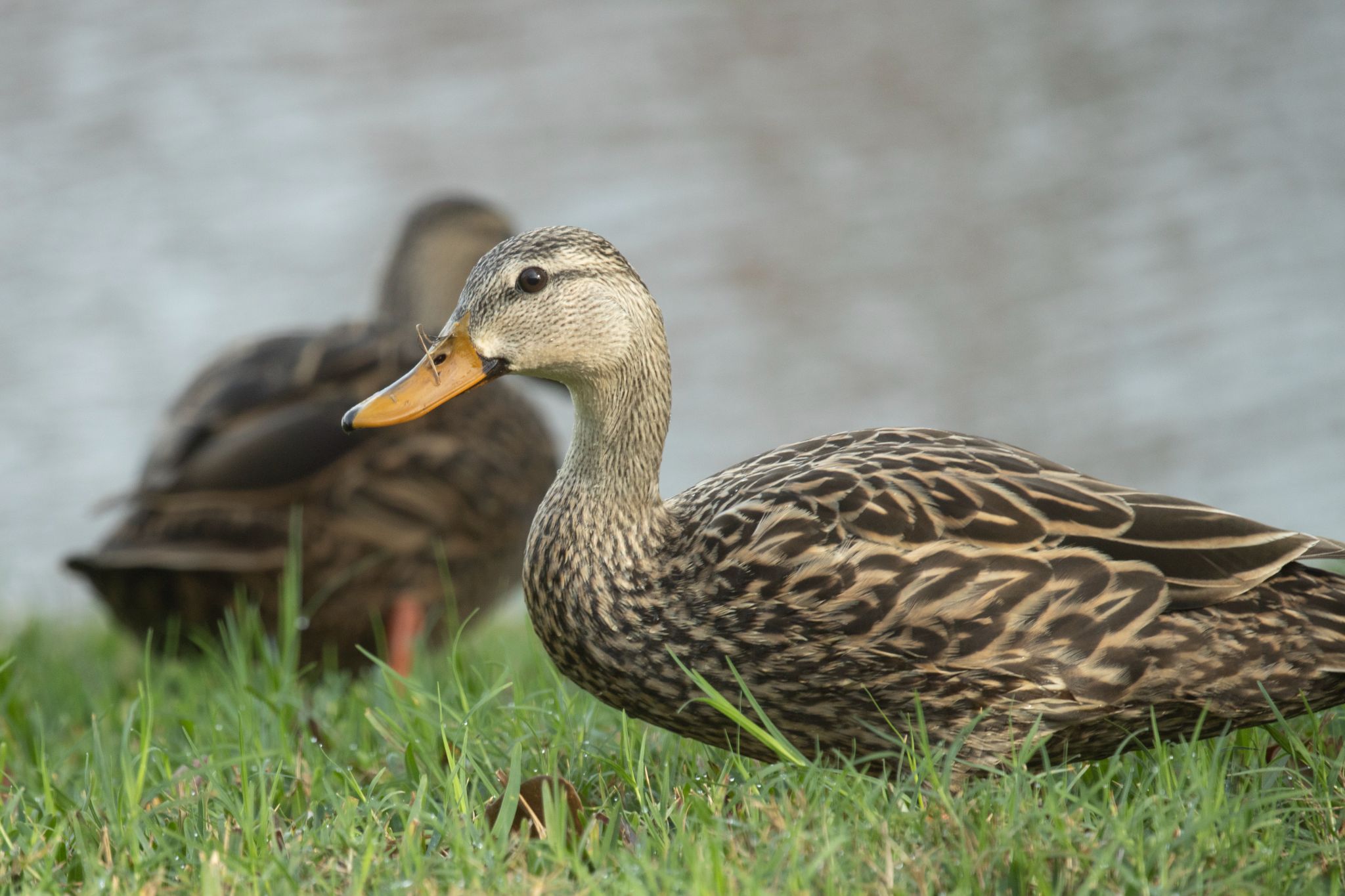Mallard Female Duck