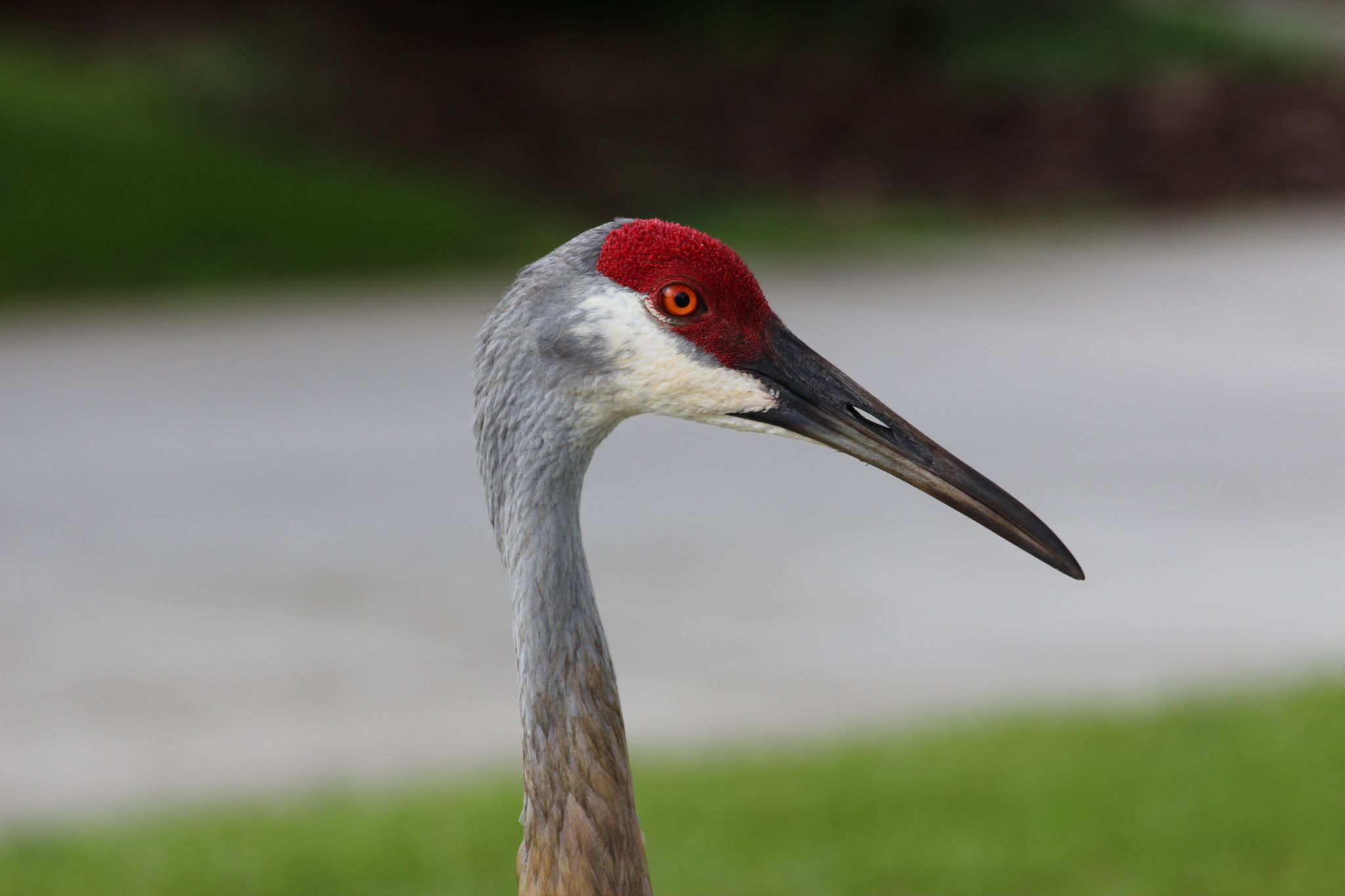 Sand Hill Crane