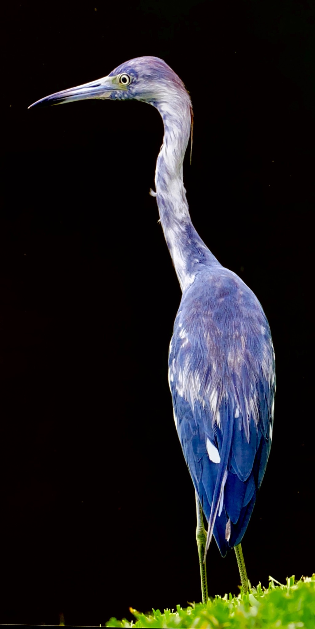Juvenile Little Blue Heron