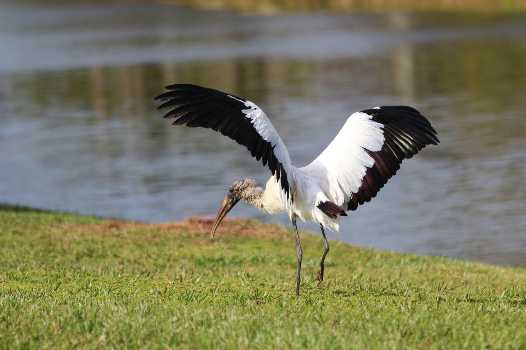 Wood Stork