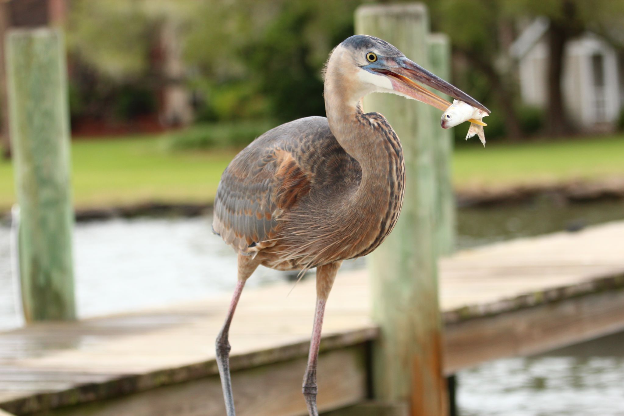 Great Blue Heron