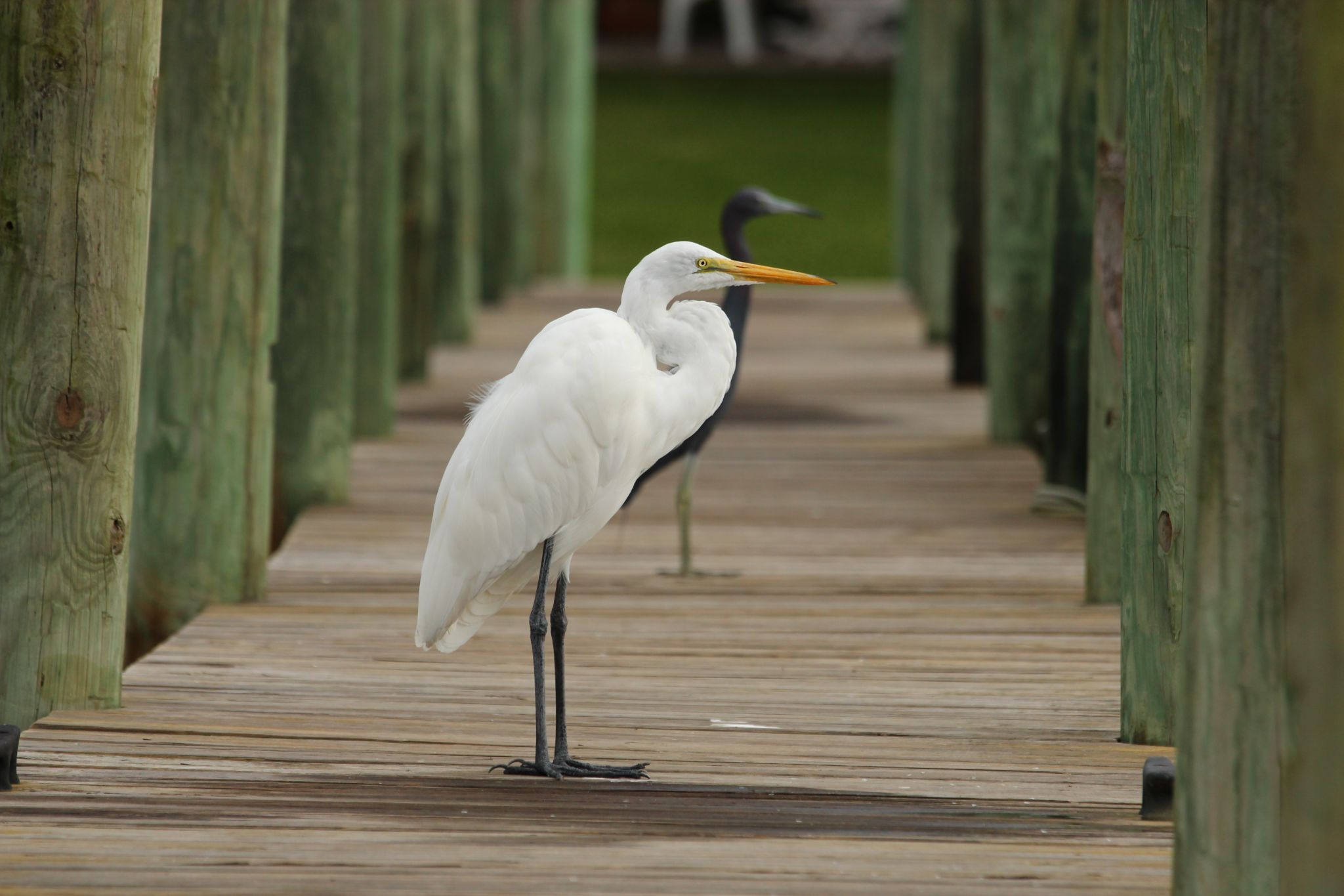 Snowy Egret