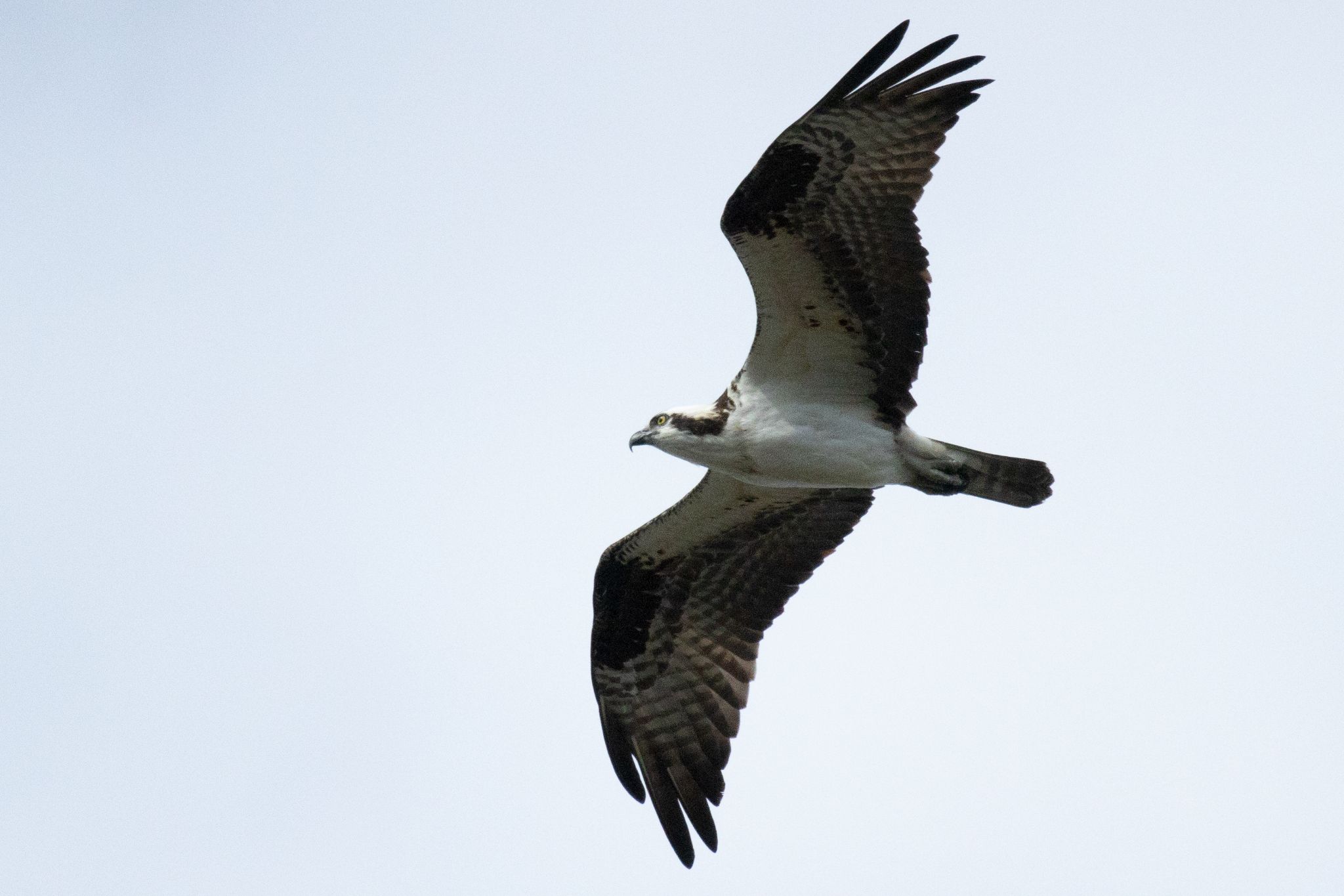 Osprey