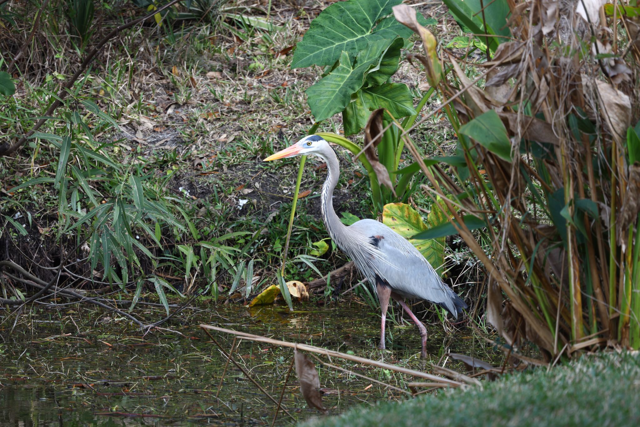 Great Blue Heron