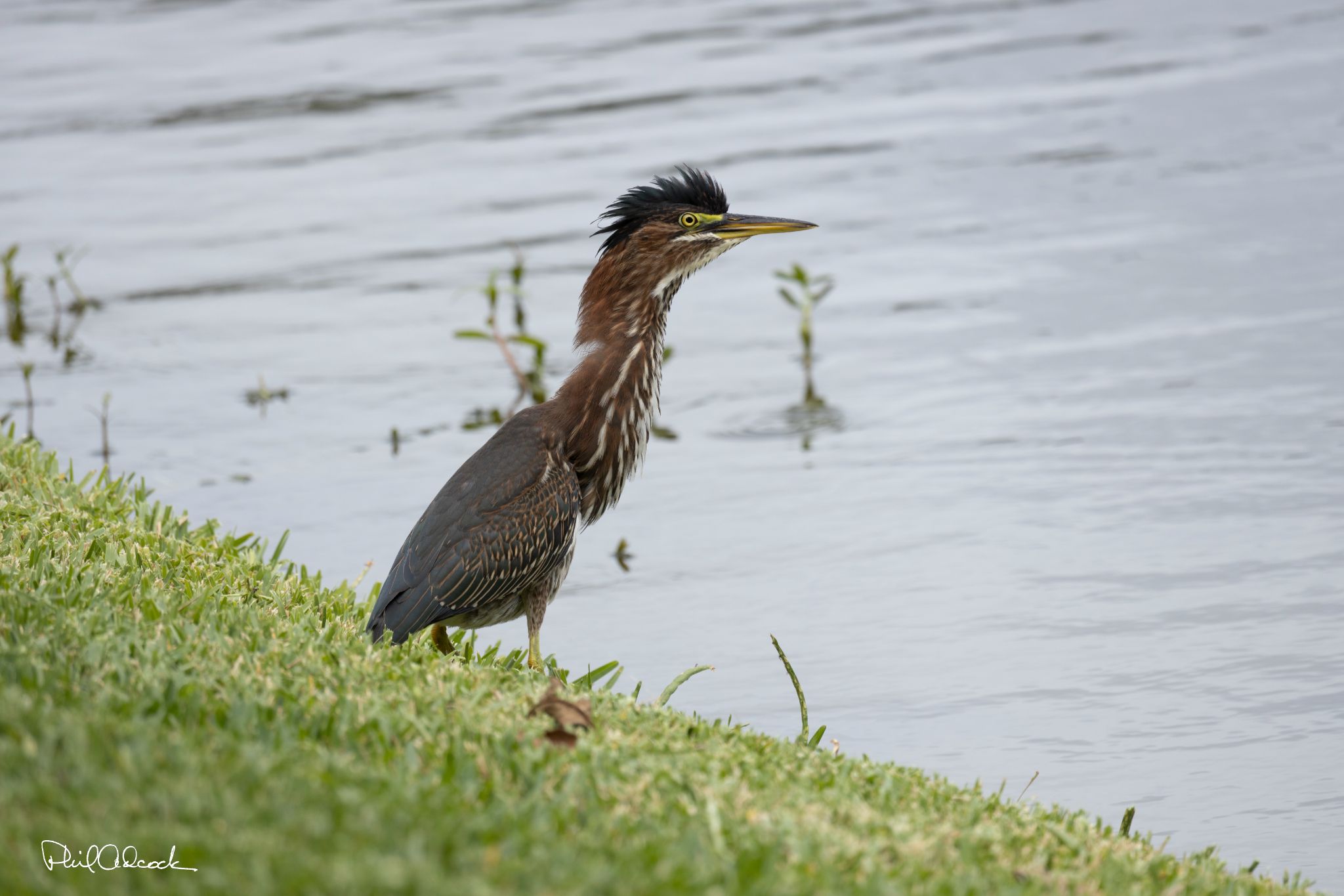 Juvenile Green Heron