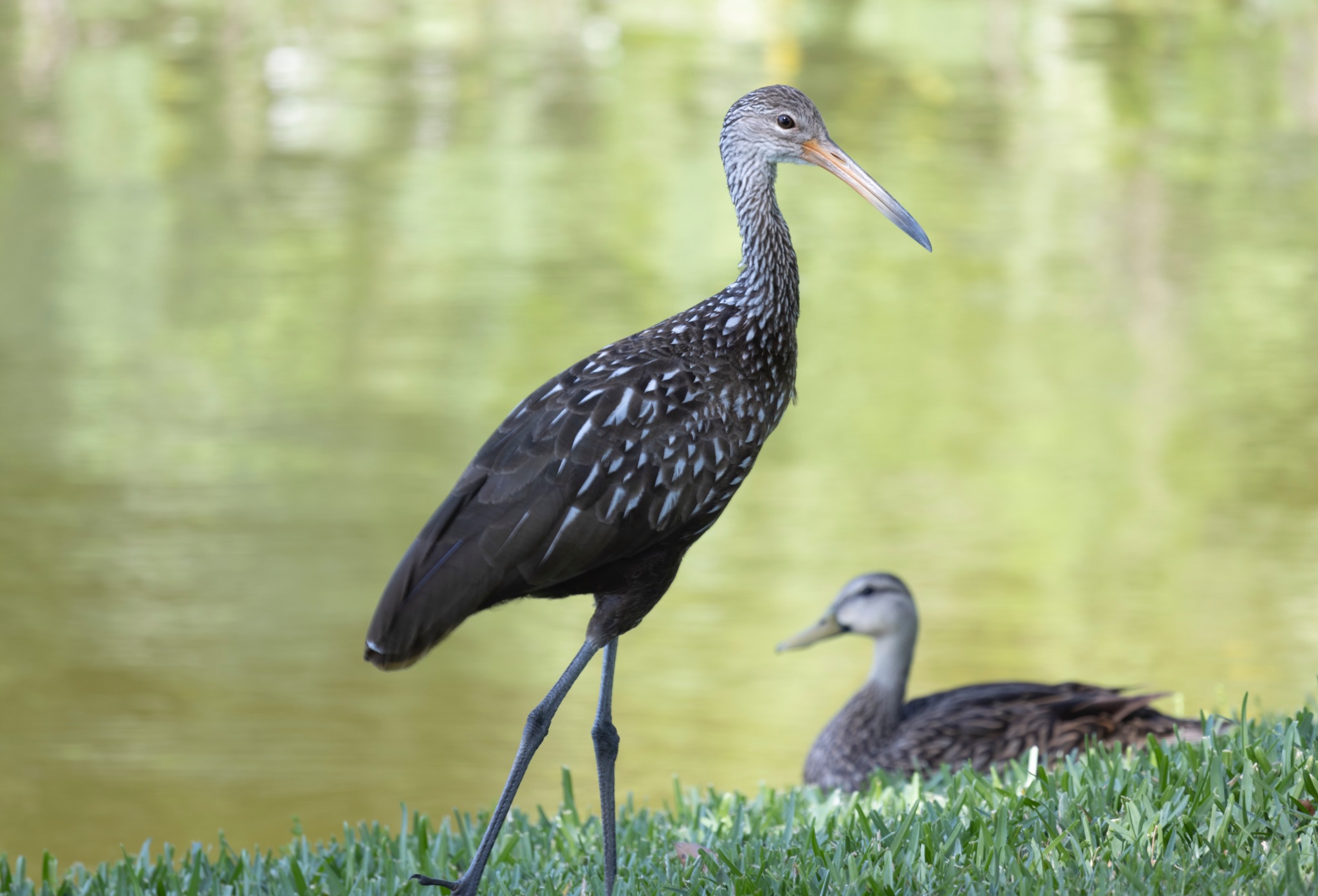Limpkin