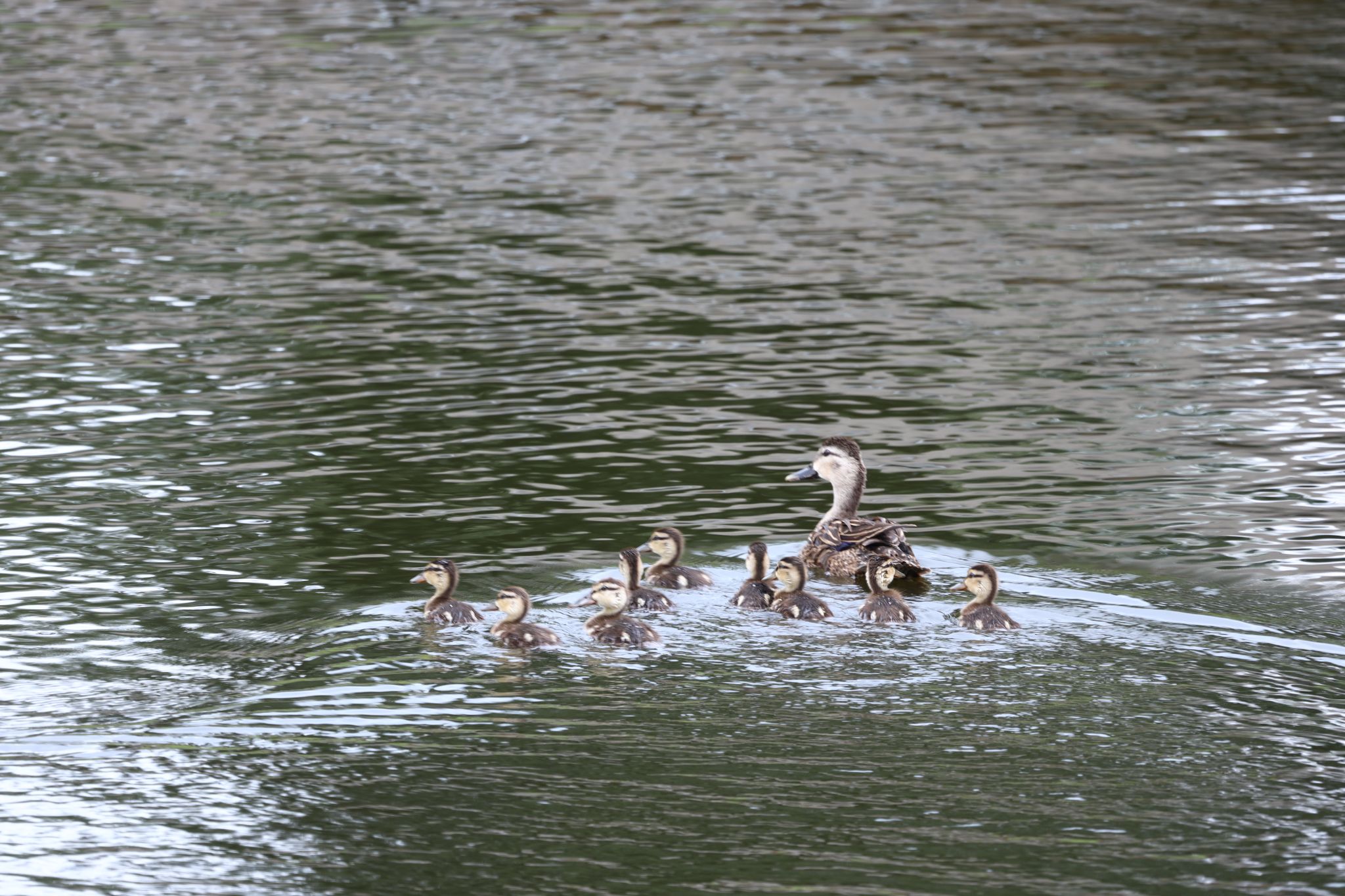 Female Mallard with babies