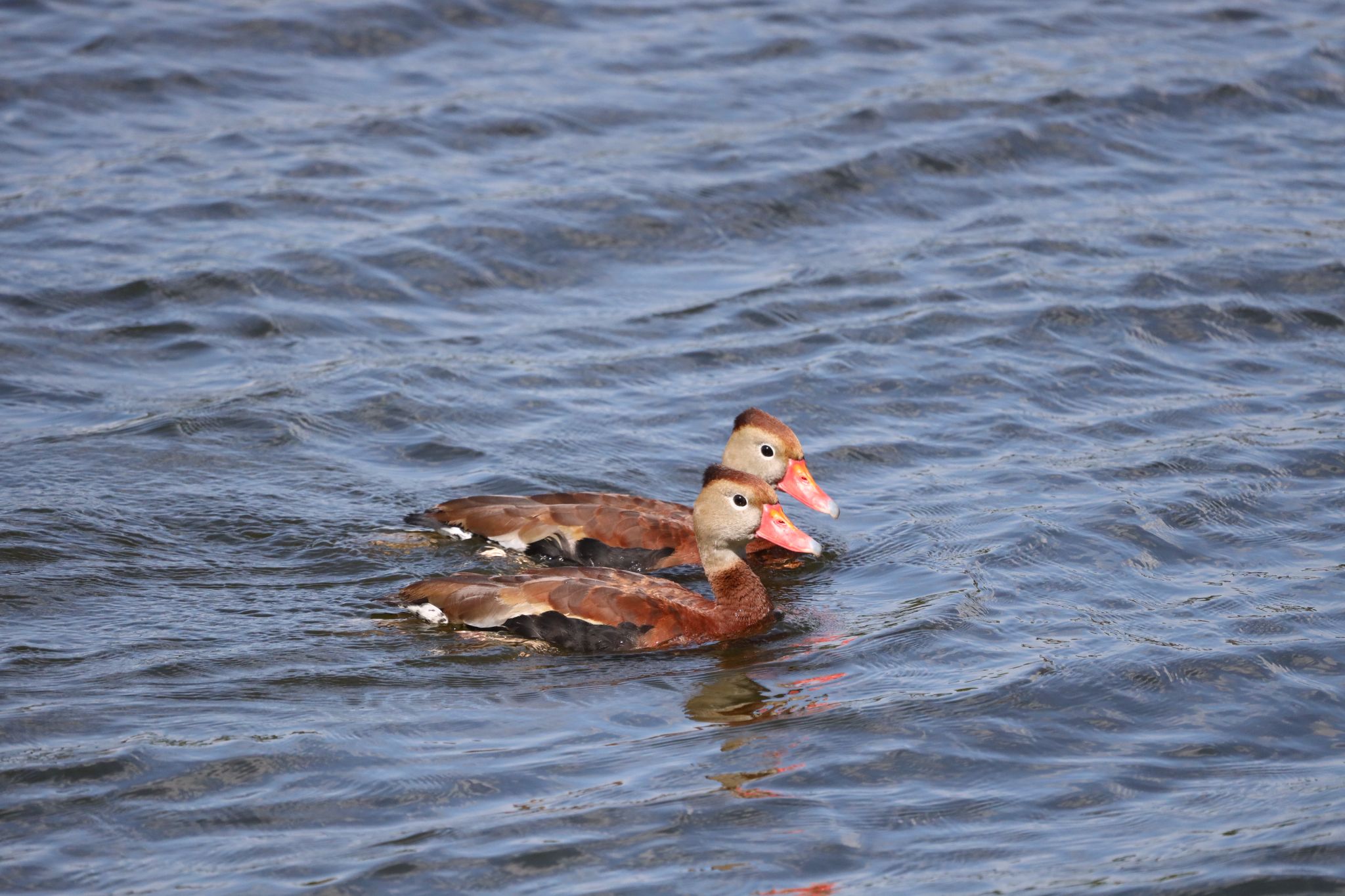 Black-bellied Whistling-Duck