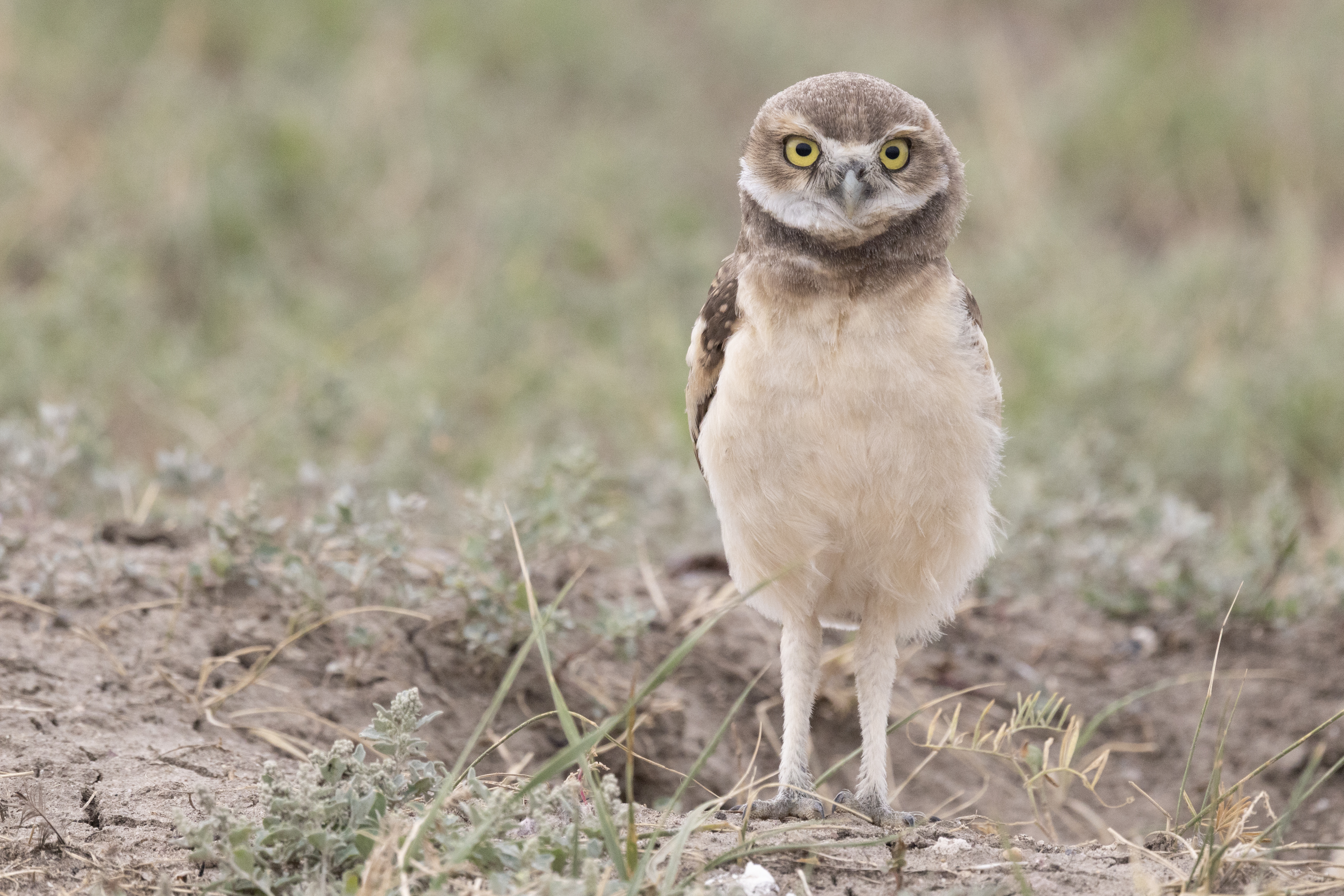 Burrowing Owl