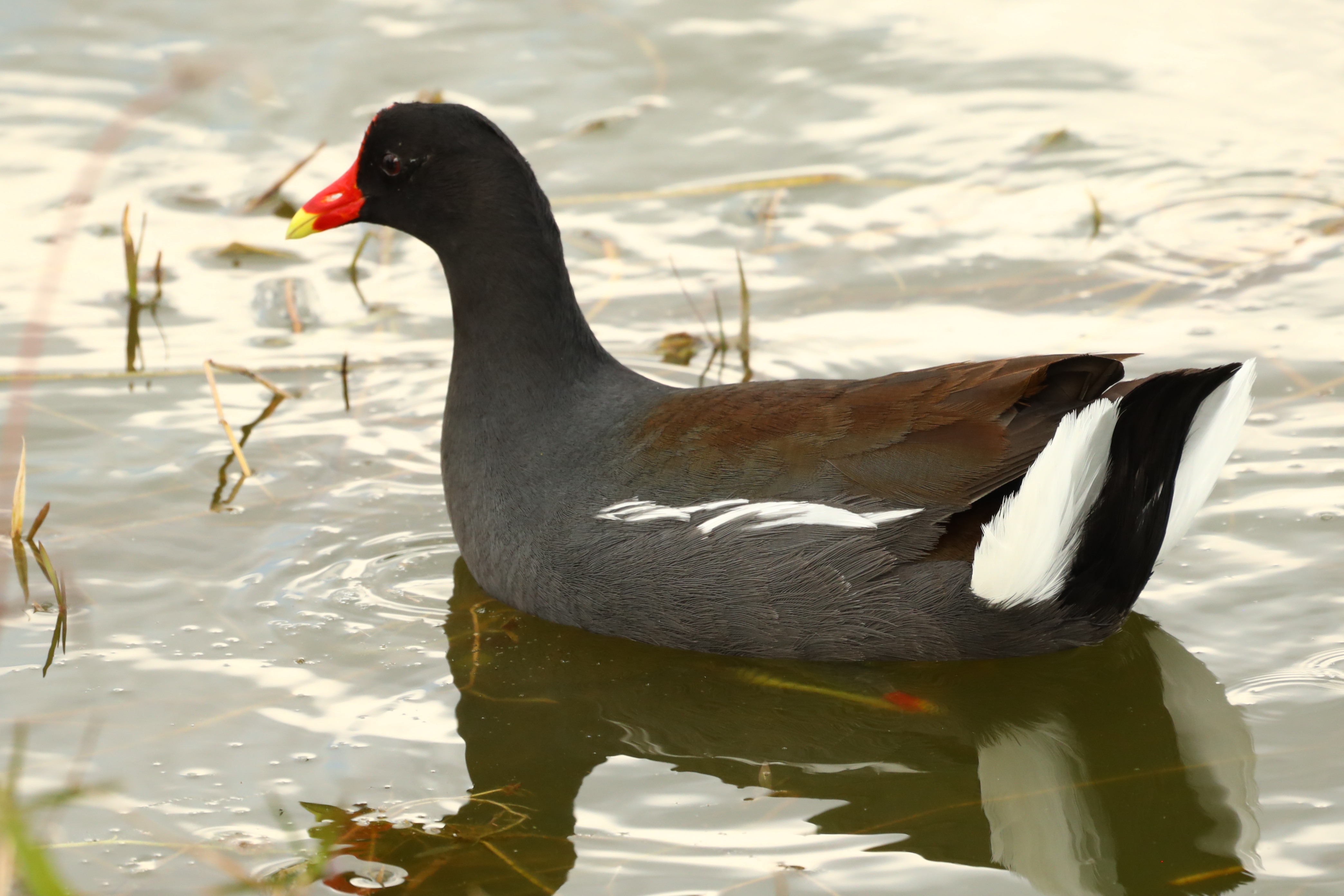Moorhen