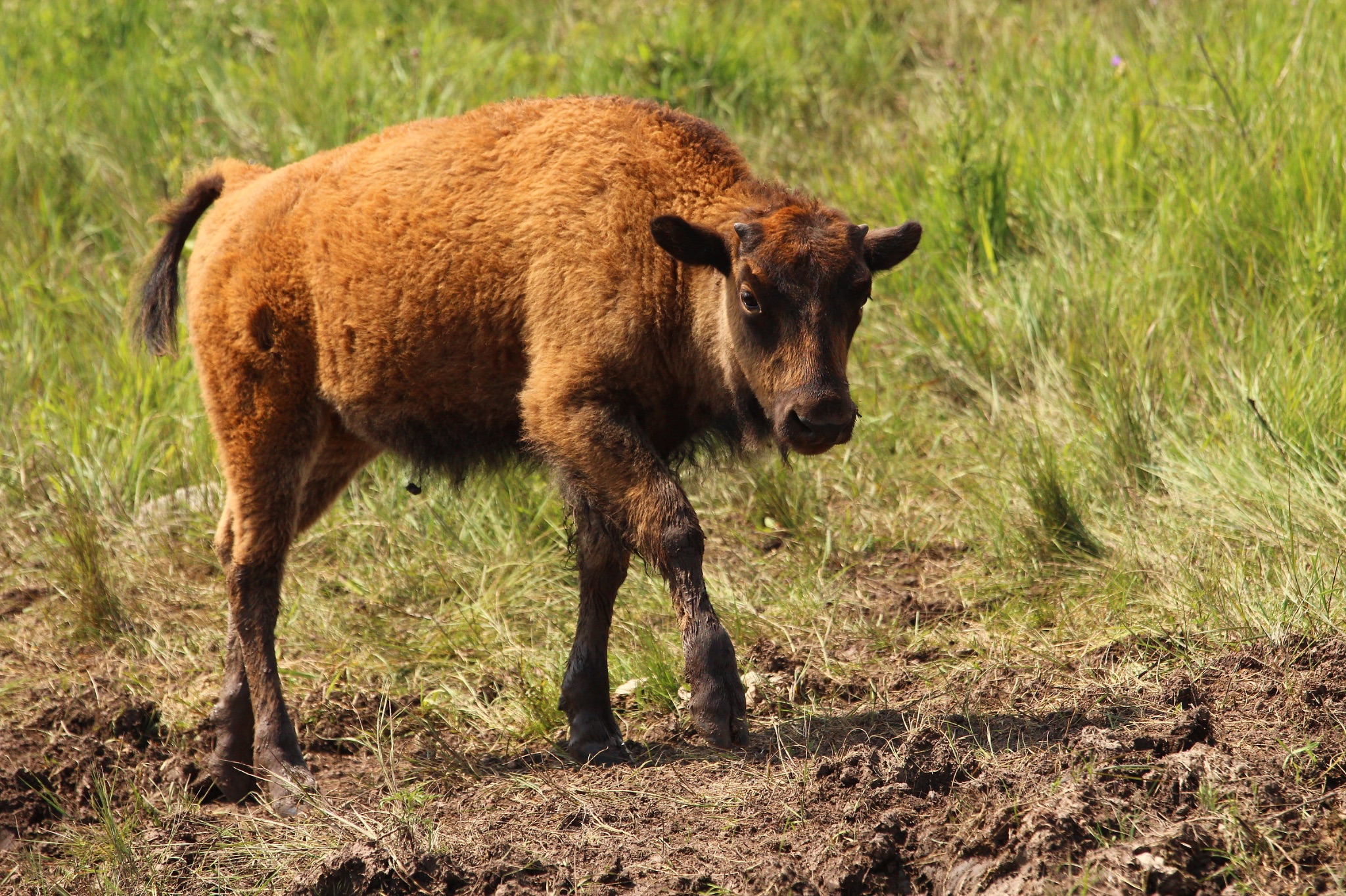 Infant Buffalo ( American Bison )