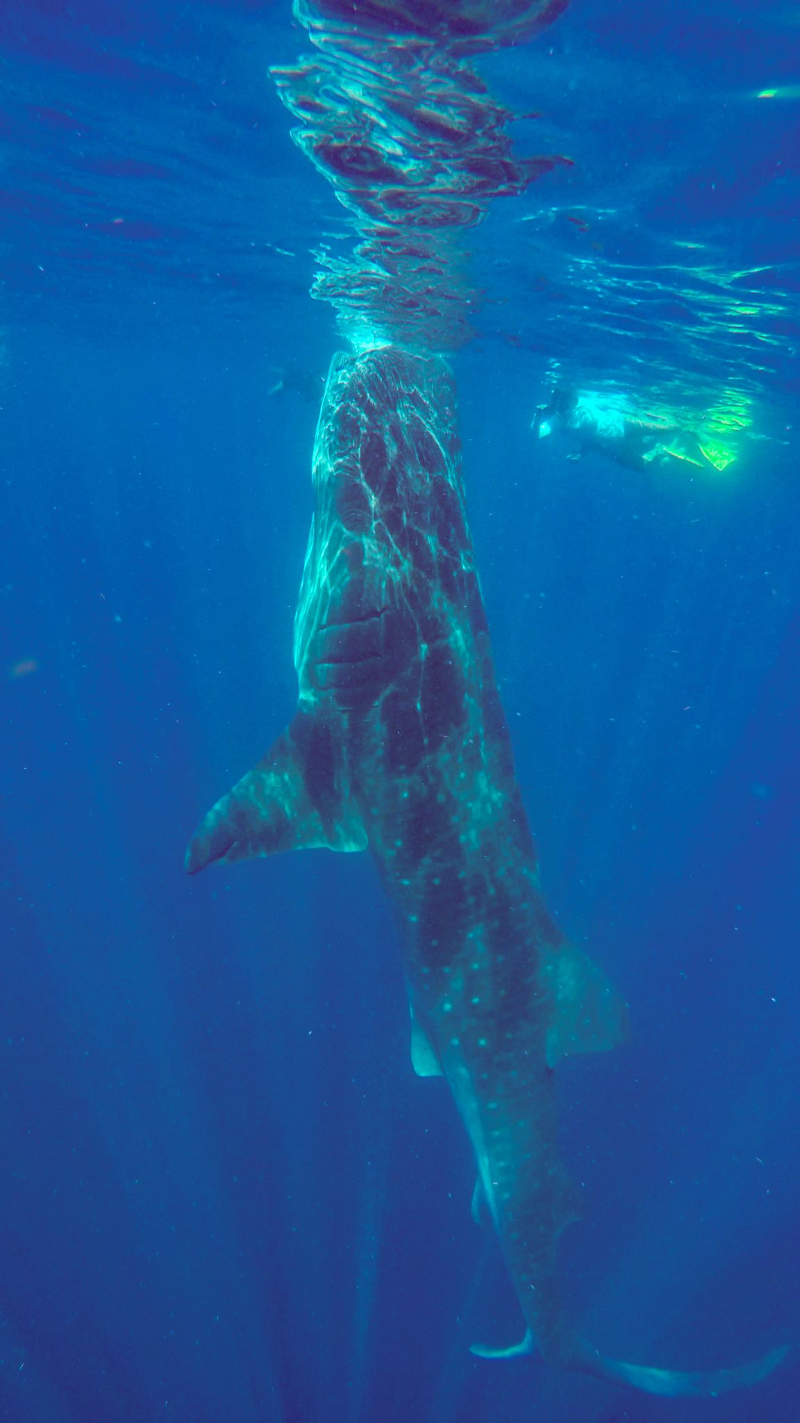 Whale Shark